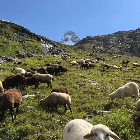 Mountapart In - Out *